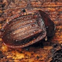 Phosphuga atrata