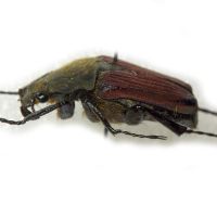 Mazoe albonotata
