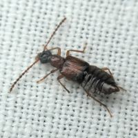 Deleaster dichrous