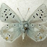 Plebejus pyrenaica ergane