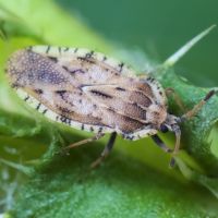 Tingis (Tingis) cardui