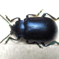 Oreina alpestris