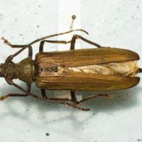 Aegosoma scabricorne