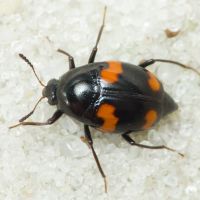 Scaphidium quadrimaculatum