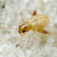 Longitarsus