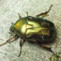 Protaetia fieberi