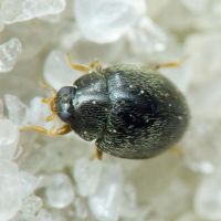 Stethorus punctillum