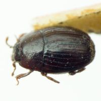 Carcinops plebeja