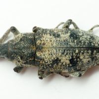 Pachycerus segnis