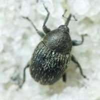 Rhinusa