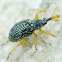 Pseudapion fulvirostre