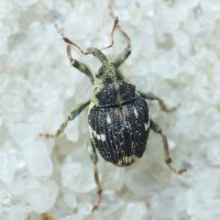 Nedyus quadrimaculatus