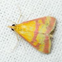 Pyrausta sanguinalis