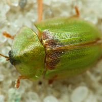Cassidinae