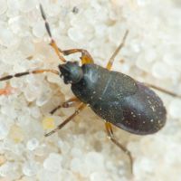 Megalonotus