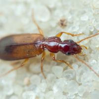 Paradromius linearis