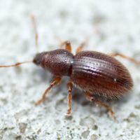 Exomias pellucidus
