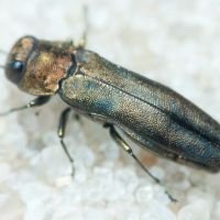 Agrilus cuprescens