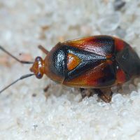 Miridae