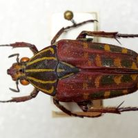 Lophorrhina quinquelineata