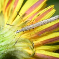 Neides tipularius
