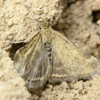Pyrausta despicata