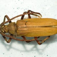 Aegosoma scabricorne