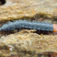 Lygistopterus sanguineus