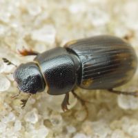 Aphodius (Chilothorax) distinctus