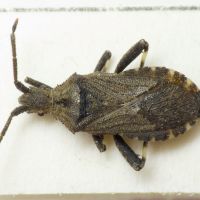 Bothrostethus annulipes