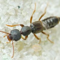 Rugilus rufipes