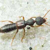 Rugilus rufipes