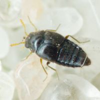 Holobus flavicornis