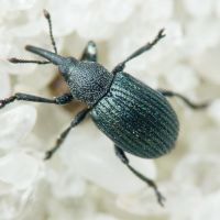 Omphalapion hookerorum