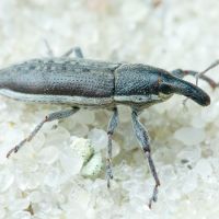 Lixus (Compsolixus) albomarginatus