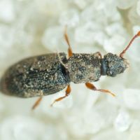 Monotoma brevicollis