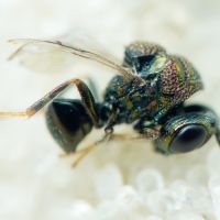 Perilampidae