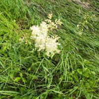 Filipendula vulgaris