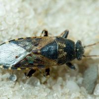 Heterogaster urticae