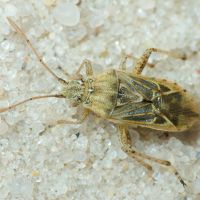 Stictopleurus