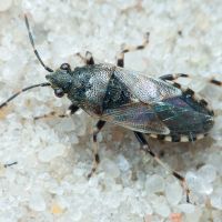 Heterogaster cathariae