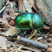 Trypocopris vernalis