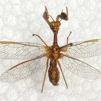 Mantispa lobata