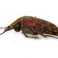 Lophorrhina quinquelineata