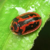 Pilemostoma fastuosa