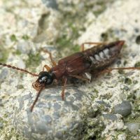 Deleaster dichrous
