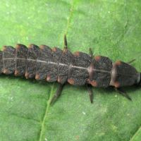 Lampyris noctiluca