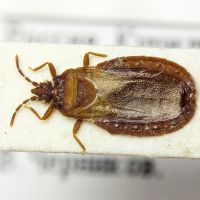 Aneurus (Neaneurus) macrotylus