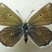 Plebejus pyrenaica ergane