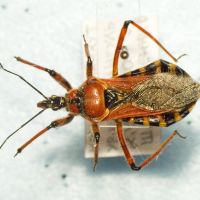 Rhynocoris iracundus